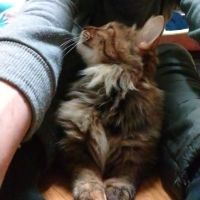 ぷくじゅりさん