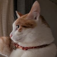トトミ08さん