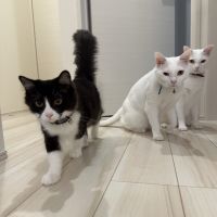 ねこさん22さん