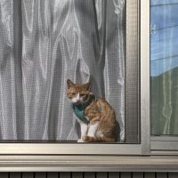 あんぽんずさん