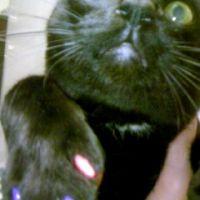 黒蜜糖 会員画像