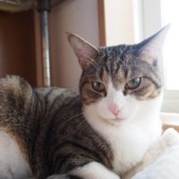 りりやっこちゃんさん