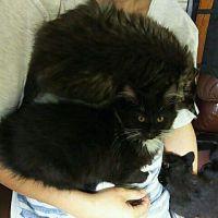 さとおやさん