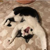 だーにゃん 会員画像