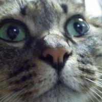 猫野下僕 会員画像