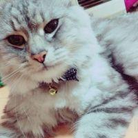 コタちゃん 会員画像