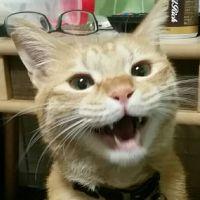 カゲトモ 会員画像