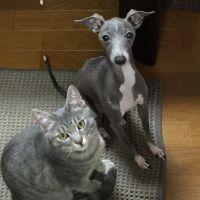 にぼしR 会員画像