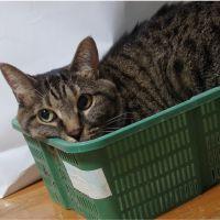 猫仲間の明美さん