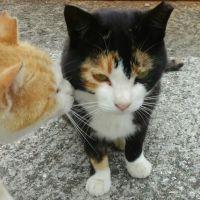 れもんまる 会員画像