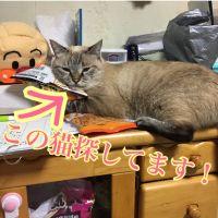 グレー猫探 会員画像