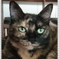 みけさび 会員画像