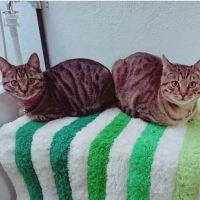上田 会員画像