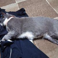 クウとナツのパパさん 会員画像