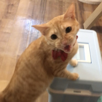 会員画像