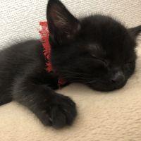 しょうれい 会員画像