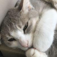 会員画像