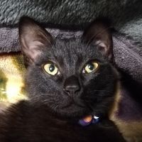 くろねこちよ 会員画像