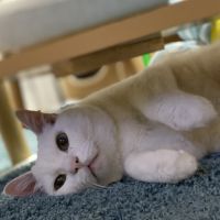 あゆのすけ 会員画像
