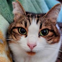 にゃんころべい 会員画像