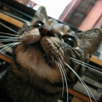 ダメトキ 会員画像