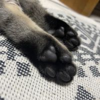 長靴とマフラーを巻いたネコ 会員画像
