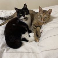 きゅうぴい 会員画像