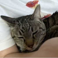 とらぼん 会員画像