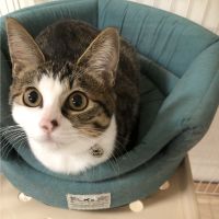 てくてく 会員画像