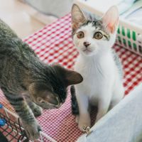 えつこ姉さん 会員画像