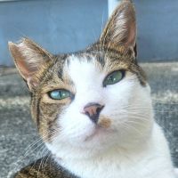 ニャンコロウ 会員画像