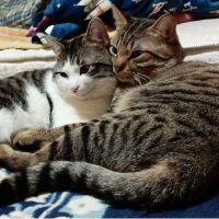 マユミネコさん