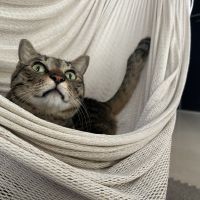 ここを探してるさん