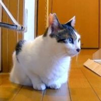 まることまおちゃんさん