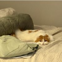 ムルギーさん