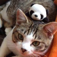 おるふぇうす 会員画像