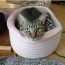 猫だんごwith