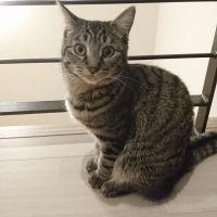 ひまわりのママさん