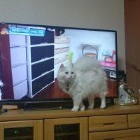 狆ママ 会員画像