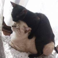 あにゃんママたろう 会員画像