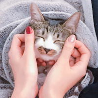 にゃんたす。 会員画像