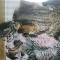 _cat_star 会員画像