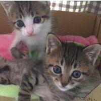 ねこはぴぃ 会員画像