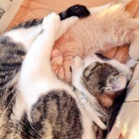 まめとらママさん