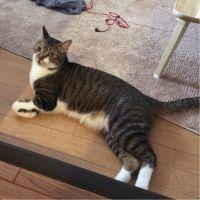アキヒト 会員画像