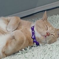 ニシデ 会員画像