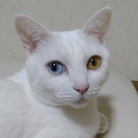 こゆこ 会員画像