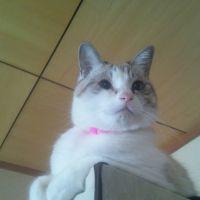 カナヘイ 会員画像