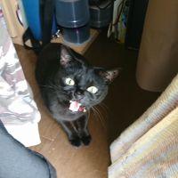 トワちゃん 会員画像