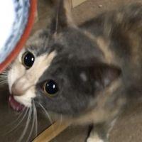 ミすけ 会員画像